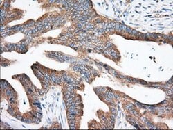EIF2S1 Monoclonal Antibody (OTI3H4), TrueMAB , OriGene 100 &mu;L; Unconjugated:Antibodies,