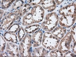 EIF2S1 Monoclonal Antibody (OTI3H4), TrueMAB , OriGene 100 &mu;L; Unconjugated:Antibodies,