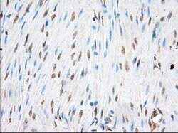 EIF2S1 Mouse anti-Canine, Human, Rat, Clone: OTI1B10, lyophilized, TrueMAB