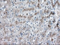 EIF2S1 Mouse anti-Canine, Human, Rat, Clone: OTI1B10, lyophilized, TrueMAB