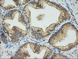 EIF2S1 Monoclonal Antibody (OTI1H1), TrueMAB , OriGene 100 &mu;L; Unconjugated:Antibodies,