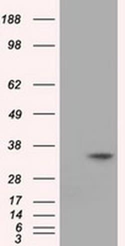EIF2S1 Monoclonal Antibody (OTI3H4), TrueMAB , OriGene 100 &mu;L; Unconjugated:Antibodies,