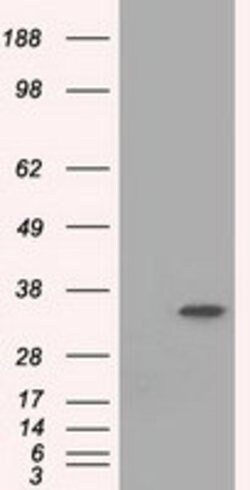 EIF2S1 Mouse anti-Canine, Human, Rat, Clone: OTI3H7, lyophilized, TrueMAB