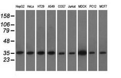 EIF2S1 Mouse anti-Canine, Human, Rat, Clone: OTI3H7, lyophilized, TrueMAB