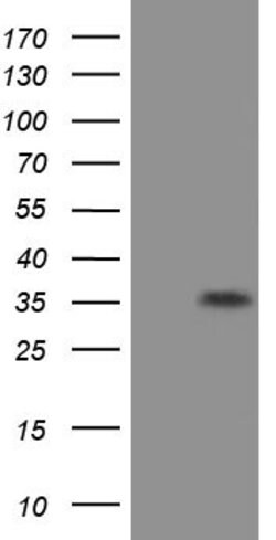 EIF2S1 Mouse anti-Canine, Human, Rat, Clone: OTI1B10, lyophilized, TrueMAB