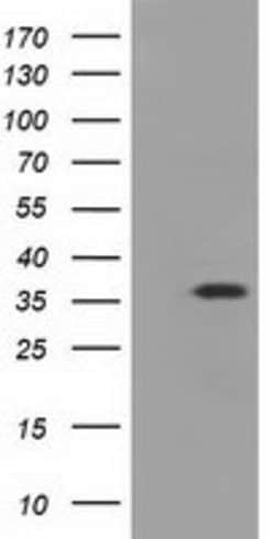 EIF2S1 Mouse anti-Human, Clone: OTI1H1, lyophilized, TrueMAB 100 &mu;g;