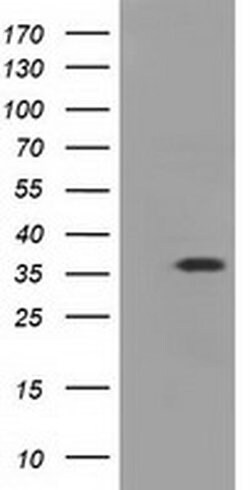 EIF2S1 Monoclonal Antibody (OTI1H1), TrueMAB , OriGene 100 &mu;L; Unconjugated:Antibodies,
