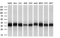 EIF2S1 Monoclonal Antibody (OTI1H1), TrueMAB , OriGene 100 &mu;L; Unconjugated:Antibodies,