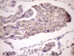 EIF3D Monoclonal Antibody (OTI14D6), TrueMAB , OriGene 100 &mu;L; Unconjugated:Antibodies,