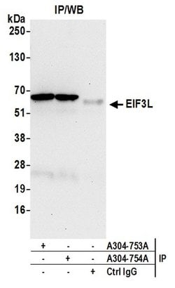 EIF3L Rabbit anti-Human, Mouse, Polyclonal, Bethyl Laboratories 100 &mu;L;