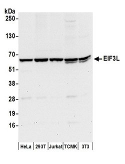 EIF3L Polyclonal Antibody, Bethyl Laboratories 20 &mu;l; Unlabeled:Antibodies,
