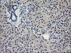 EIF4E Monoclonal Antibody (OTI6C3), TrueMAB , OriGene 30 &mu;L; Unconjugated:Antibodies,