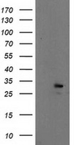 EIF4E Monoclonal Antibody (OTI6C3), TrueMAB , OriGene 30 &mu;L; Unconjugated:Antibodies,