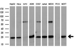 EIF4E Monoclonal Antibody (OTI6C3), TrueMAB , OriGene 30 &mu;L; Unconjugated:Antibodies,