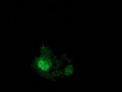 EIF4E2 Mouse anti-Human, Clone: OTI5D11, lyophilized, TrueMAB 100 &mu;g;