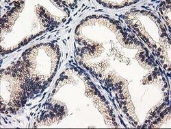 EIF4E2 Monoclonal Antibody (OTI1F2), TrueMAB , OriGene:Antibodies:Primary
