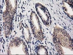 EIF4E2 Monoclonal Antibody (OTI1F2), TrueMAB , OriGene 100 &mu;L; Unconjugated:Antibodies,