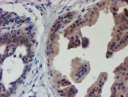 EIF4E2 Monoclonal Antibody (OTI4E7), TrueMAB , OriGene 30 &mu;L; Unconjugated:Antibodies,