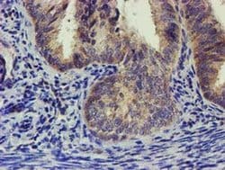EIF4E2 Monoclonal Antibody (OTI4E7), TrueMAB , OriGene:Antibodies:Primary