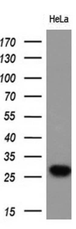 EIF4E2 Monoclonal Antibody (OTI4E7), TrueMAB , OriGene 30 &mu;L; Unconjugated:Antibodies,