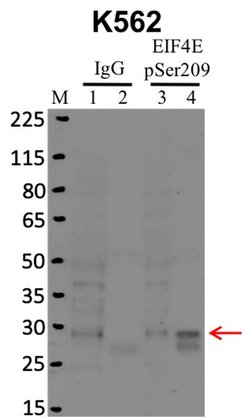 Invitrogen Phospho-eIF4E (Ser209) Polyclonal Antibody 100 &mu;L; Unconjugated:Antibodies,
