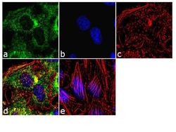 Invitrogen™ eIF5A Monoclonal Antibody (4E10G8)