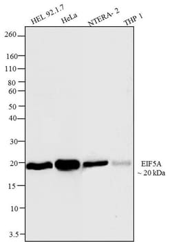 Invitrogen eIF5A Monoclonal Antibody (4E10G8) 100 &mu;g; Unconjugated:Antibodies,
