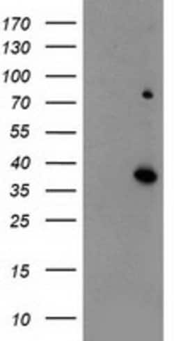 ELAVL1 Mouse anti-Human, Clone: OTI14F11, lyophilized, TrueMAB 100 &mu;g;