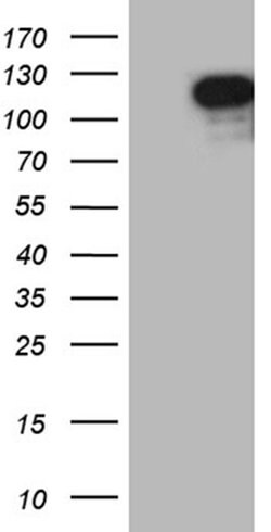 ELF1 Monoclonal Antibody (OTI4F4), TrueMAB , OriGene:Antibodies:Primary
