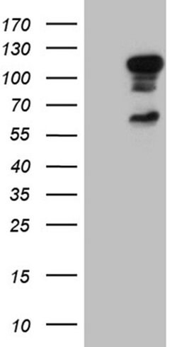 ELF1 Monoclonal Antibody (OTI1H1), TrueMAB , OriGene 100 &mu;L; Unconjugated:Antibodies,