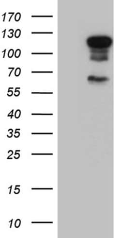 ELF1 Monoclonal Antibody (OTI2G9), TrueMAB , OriGene 100 &mu;L; Unconjugated:Antibodies,
