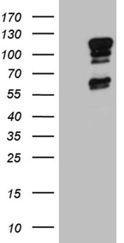 ELF1 Monoclonal Antibody (OTI3D3), TrueMAB , OriGene 100 &mu;L; Unconjugated:Antibodies,