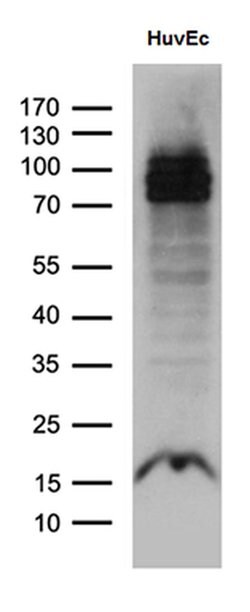 ELF1 Monoclonal Antibody (OTI3D3), TrueMAB , OriGene 100 &mu;L; Unconjugated:Antibodies,