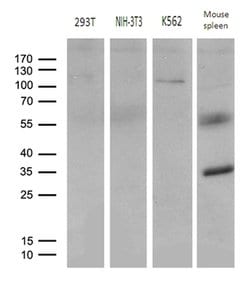 ELF4 Mouse anti-Human, Clone: OTI2D8, lyophilized, TrueMAB 100 &mu;g; Unconjugated:Antibodies,