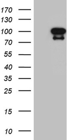 ELF4 Monoclonal Antibody (OTI1E4), TrueMAB , OriGene:Antibodies:Primary