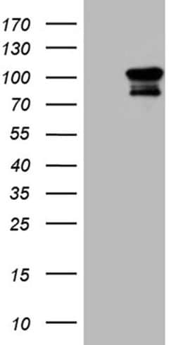 ELF4 Monoclonal Antibody (OTI2G1), TrueMAB , OriGene:Antibodies:Primary