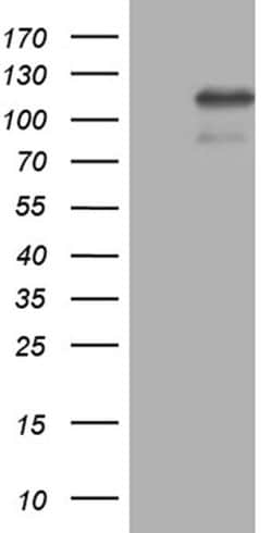 ELF4 Monoclonal Antibody (OTI4D5), TrueMAB , OriGene 100 &mu;L; Unconjugated:Antibodies,