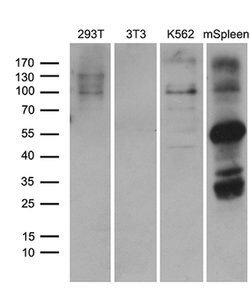 ELF4 Mouse anti-Human, Clone: OTI4D5, lyophilized, TrueMAB 100 &mu;g; Unconjugated:Antibodies,
