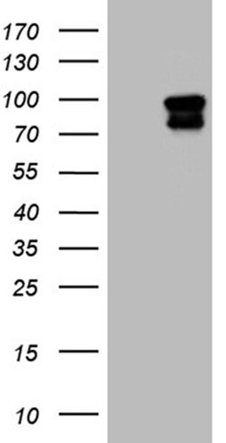 ELF4 Monoclonal Antibody (OTI1E11), TrueMAB , OriGene 100 &mu;L; Unconjugated:Antibodies,