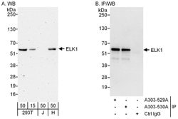 ELK1 Rabbit anti-Human, Polyclonal, Bethyl Laboratories 100 &mu;L; Unconjugated:Antibodies,