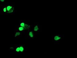 ELK3 Mouse anti-Human, Clone: OTI4A4, lyophilized, TrueMAB 100 &mu;g | Buy Online | Origene Technologies | Fisher Scientific