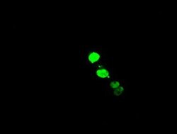 ELK3 Mouse anti-Human, Clone: OTI4G9, lyophilized, TrueMAB 100 &mu;g; Unconjugated:Antibodies,