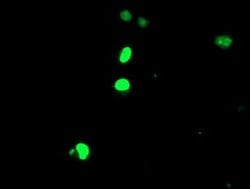 ELK3 Monoclonal Antibody (OTI1A6), TrueMAB , OriGene 100 &mu;L; Unconjugated:Antibodies,