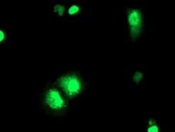 ELK3 Monoclonal Antibody (OTI2F12), TrueMAB , OriGene 30 &mu;L; Unconjugated:Antibodies,