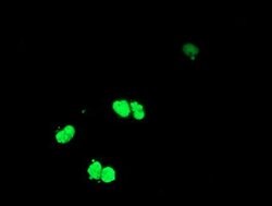 ELK3 Mouse anti-Human, Clone: OTI7F1, lyophilized, TrueMAB 100 &mu;g; Unconjugated:Antibodies,