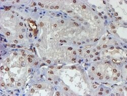 ELK3 Mouse anti-Human, Clone: OTI4G9, lyophilized, TrueMAB 100 &mu;g; Unconjugated:Antibodies,