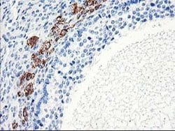 ELK3 Monoclonal Antibody (OTI2F12), TrueMAB , OriGene:Antibodies:Primary