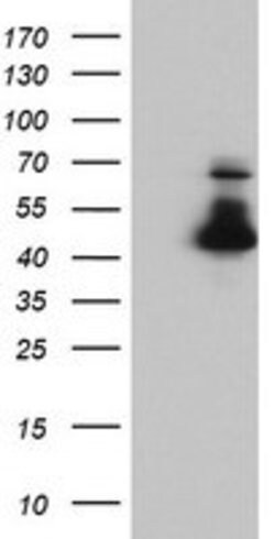 ELK3 Mouse anti-Human, Clone: OTI4A4, lyophilized, TrueMAB 100 &mu;g | Buy Online | Origene Technologies | Fisher Scientific