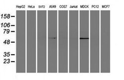 ELK3 Monoclonal Antibody (OTI3D9), TrueMAB , OriGene 100 &mu;L; Unconjugated:Antibodies,