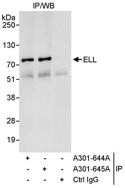 ELL Rabbit anti-Human, Polyclonal, Bethyl Laboratories 10 &mu;L; Unconjugated:Antibodies,